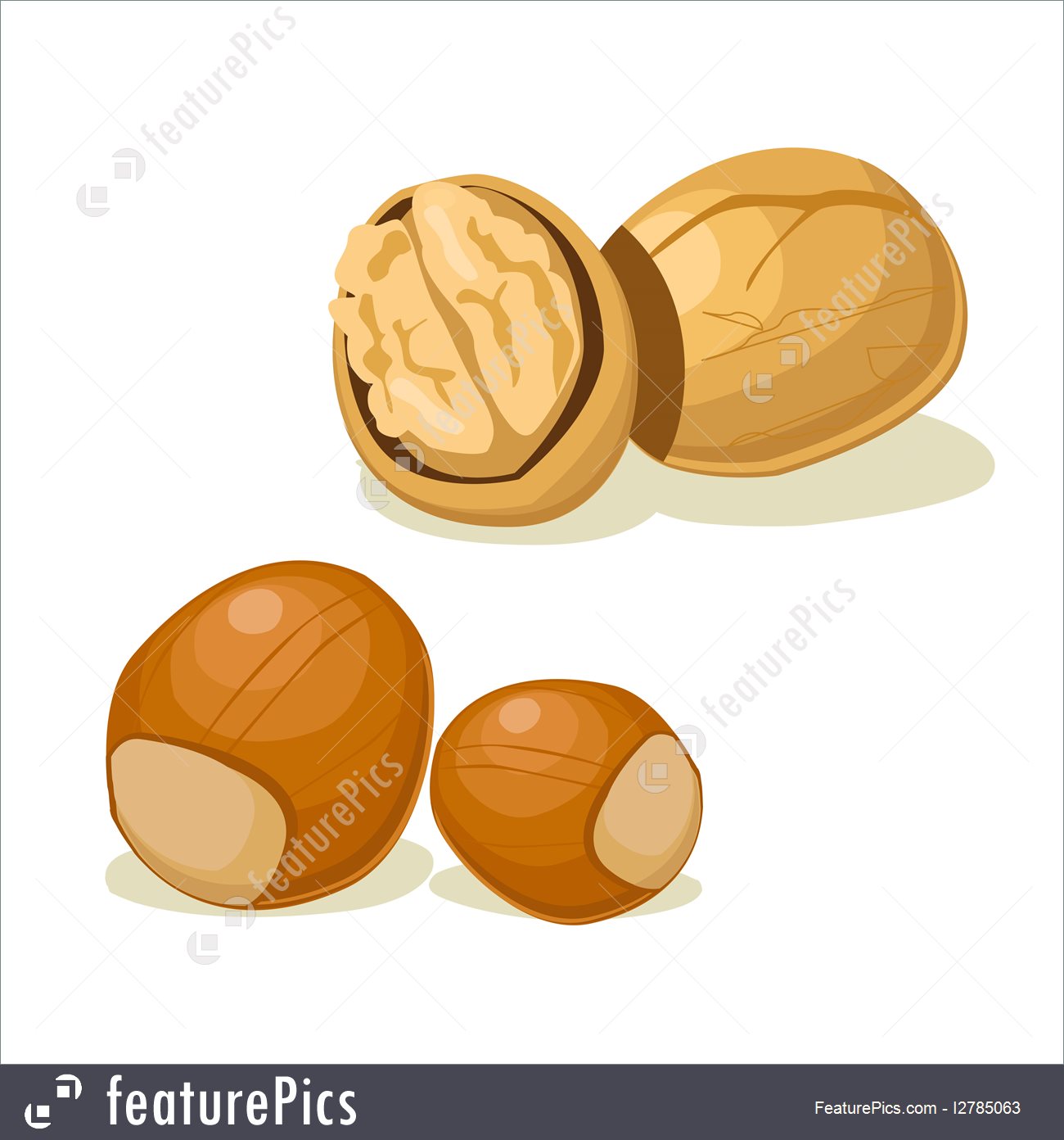 Illustration Of Hazelnut Walnut 1300x1392 Illustration Of Hazelnut Walnut