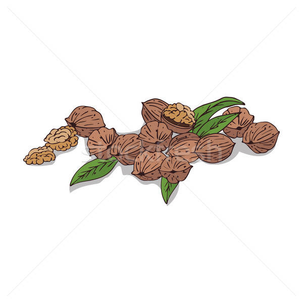 600x600 Isolated Clipart Walnut Vector Illustration Alexanderandariadna