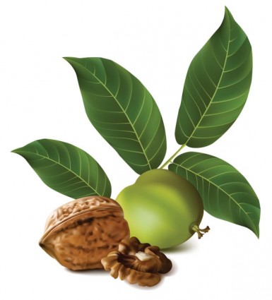385x425 Realistic Green Walnut Walnut Vector Vector Trust To Nature Free