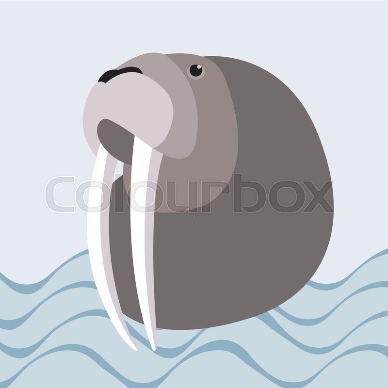 Walrus Vector