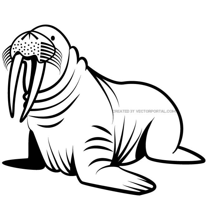 660x660 Walrus Animal