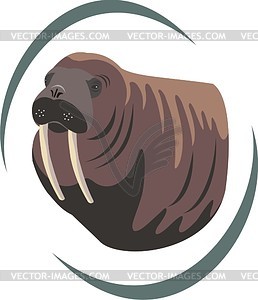 258x300 Walrus