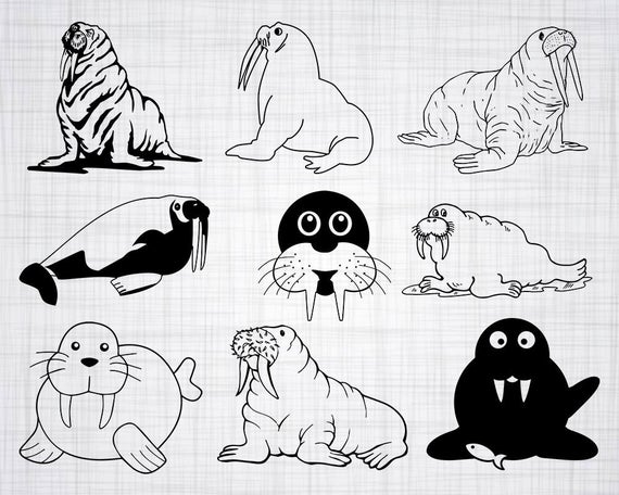 570x456 Walrus Bundle Walrus Walrus Clipart Walrus Cut Etsy