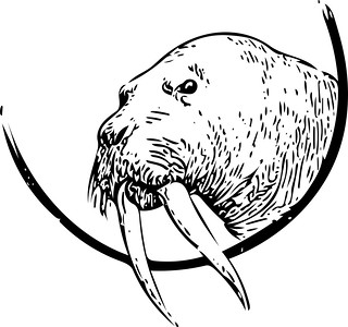 320x300 Walrus Vector Vectorized British Library Old Book