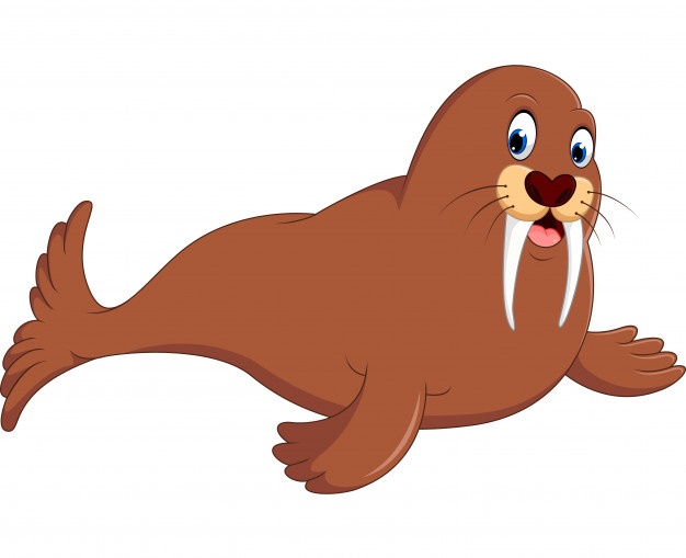 626x509 Walrus Vectors, Photos And Free Download