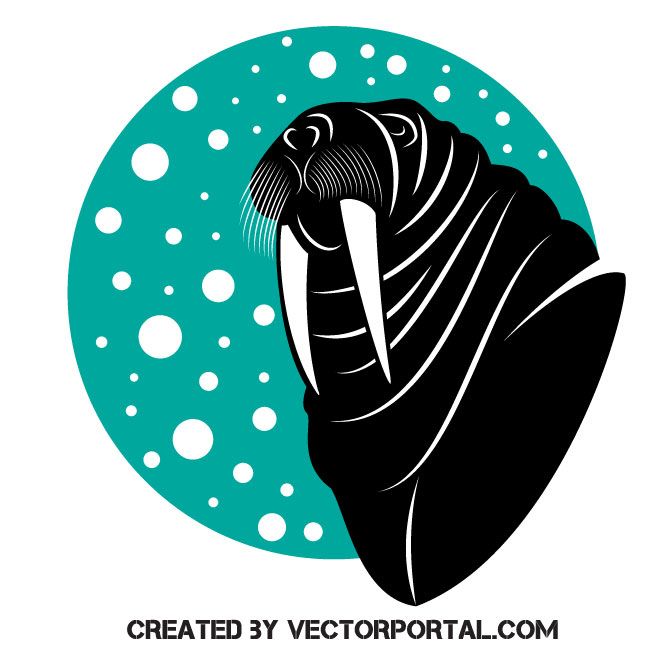660x660 Walrus Vector Clip Art Animal Vectors Free Vector Images, Clip