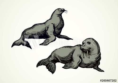 500x352 Walrus Vector Drawing