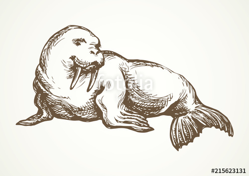 500x354 Walrus Vector Drawing Stock Image And Royalty Free Vector