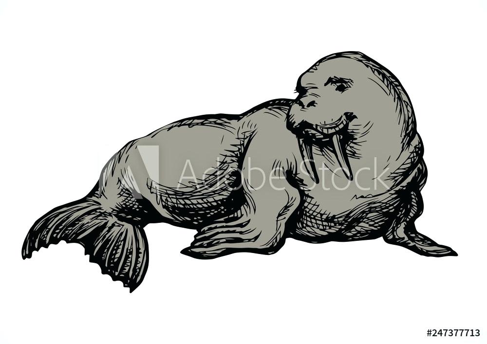 1000x707 Walrus Drawing