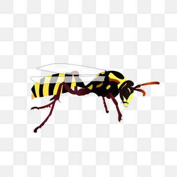 360x360 Wasp Png, Vector, And Clipart With Transparent Background