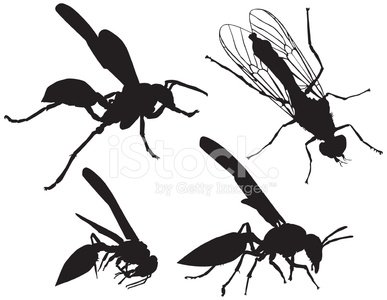 387x300 Wasp Silhouettes