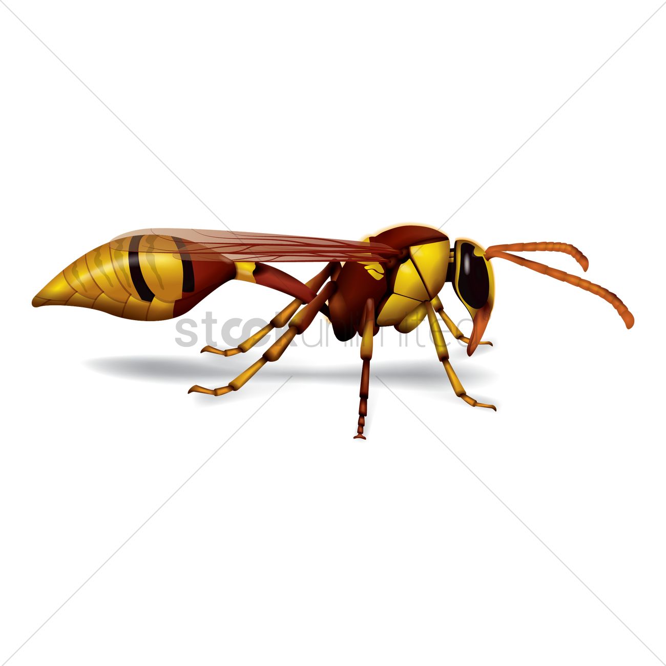 1300x1300 Wasp Vector Image