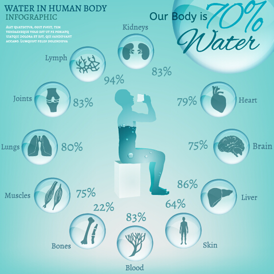 559x558 Water In Human Body Infographic Vector