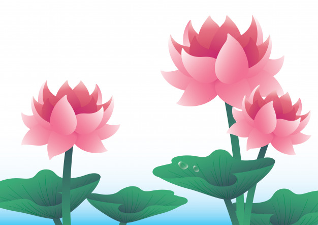 626x442 Lotus Water Lily Illustration Vector Background Vector Premium