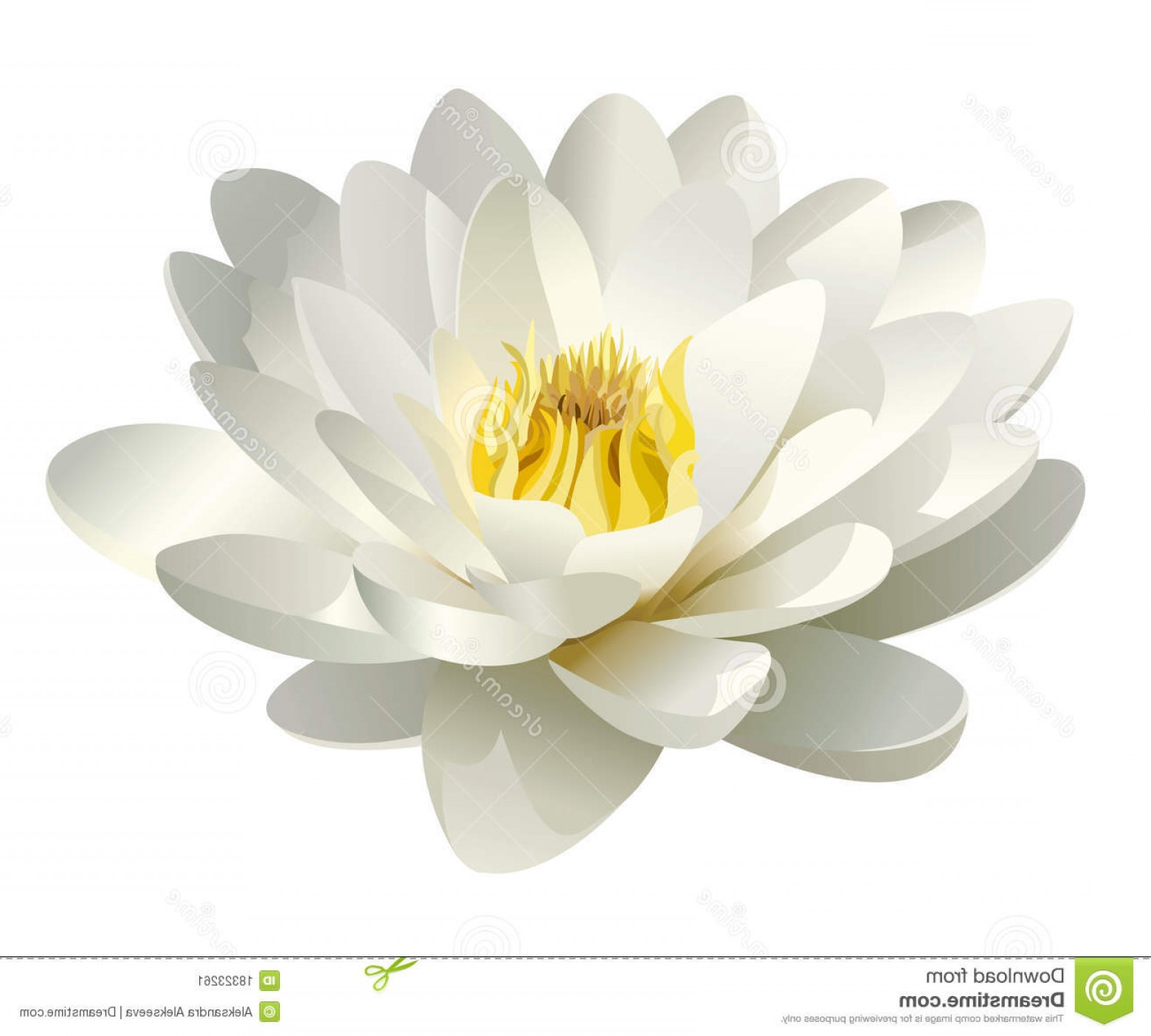 1560x1405 Stock Image Realistic White Water Lily Vector Image Soidergi