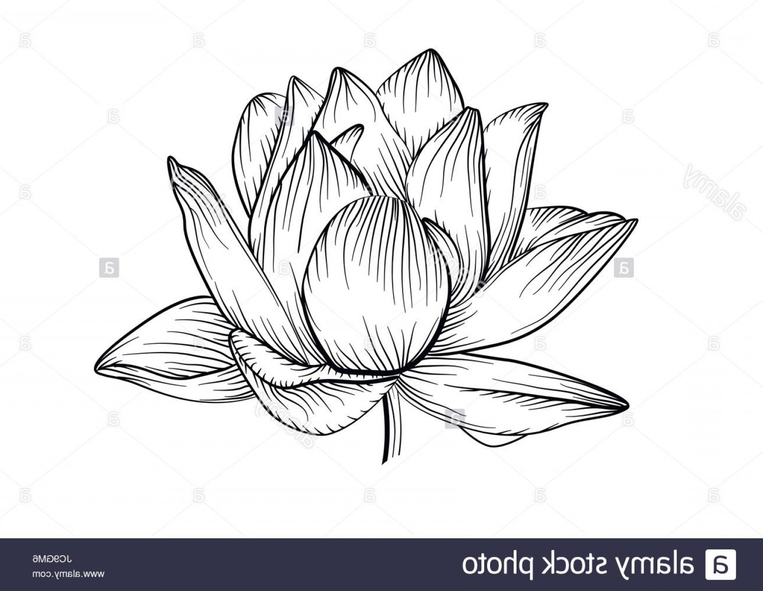 1560x1210 Stock Photo Lotus Water Lily Vector Beautiful Flower Line Black