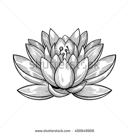 450x470 Vector Black And White Water Lily Illustration Water Lily