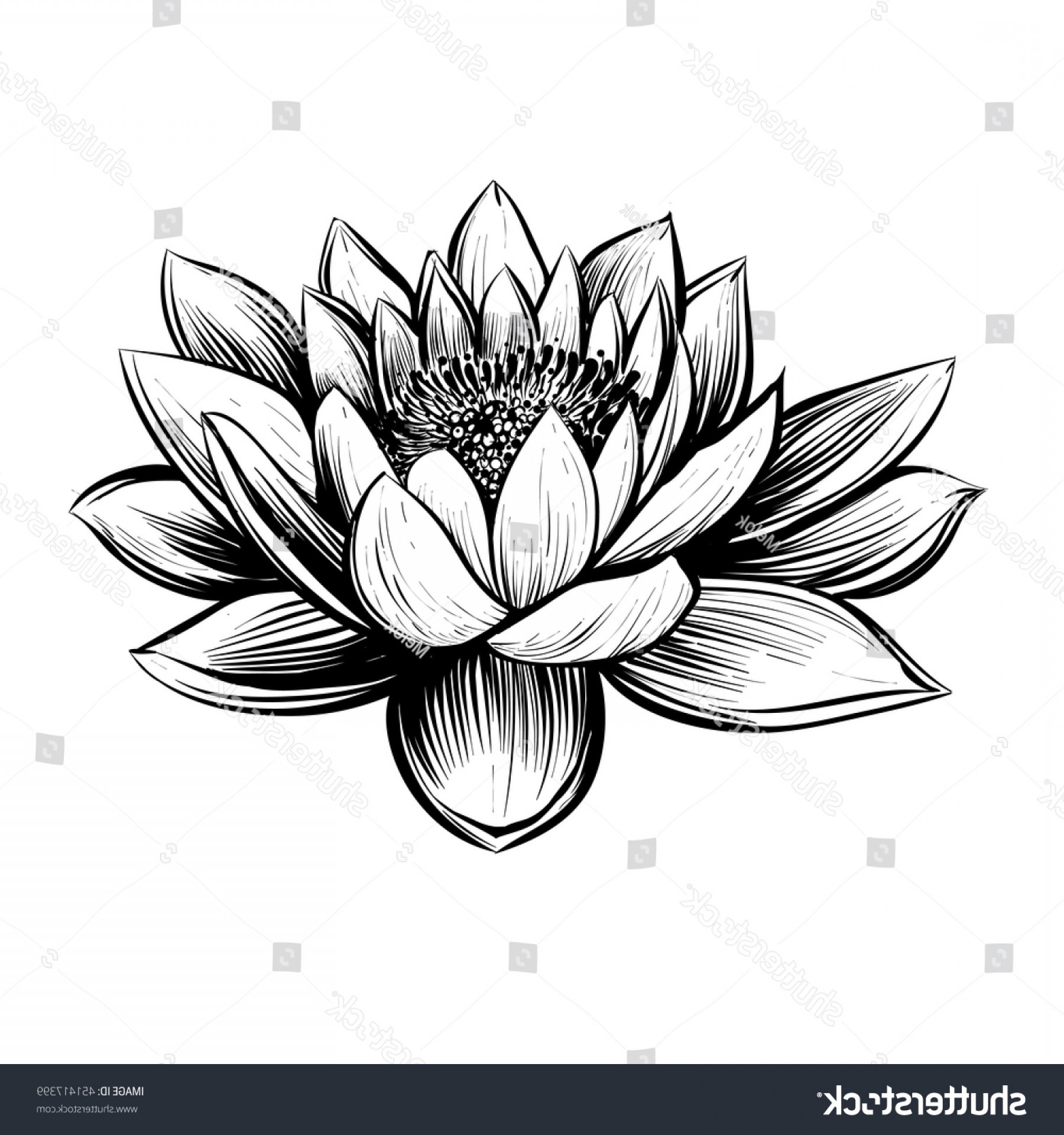 1800x1920 Vector Water Lily Lotus Illustration Black Geekchicpro