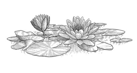 450x240 Water Lily Illustration Photos, Royalty Free Images, Graphics