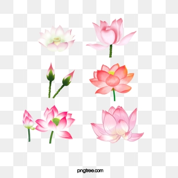 360x360 Water Lily Png, Vector, And Clipart With Transparent