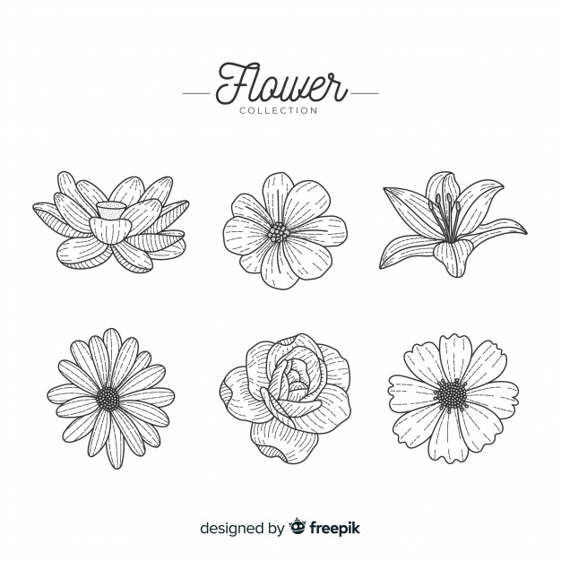 626x626 Water Lily Vectors, Photos And Free Download