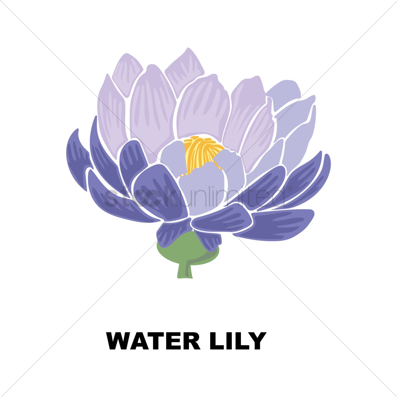 1300x1300 Water Lily Vector Image
