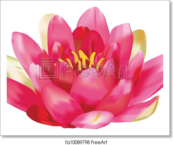 560x470 Free Art Print Of Water Lily Vector Water Lily Vector Isolated