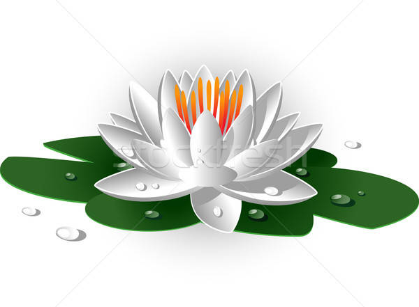 600x441 White Waterlily Vector Illustration Marina Lvova
