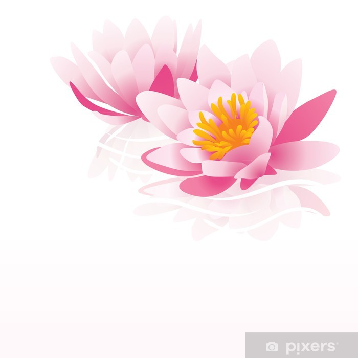 700x700 Pink Water Lily Vector Illustration On White Background Wall Mural