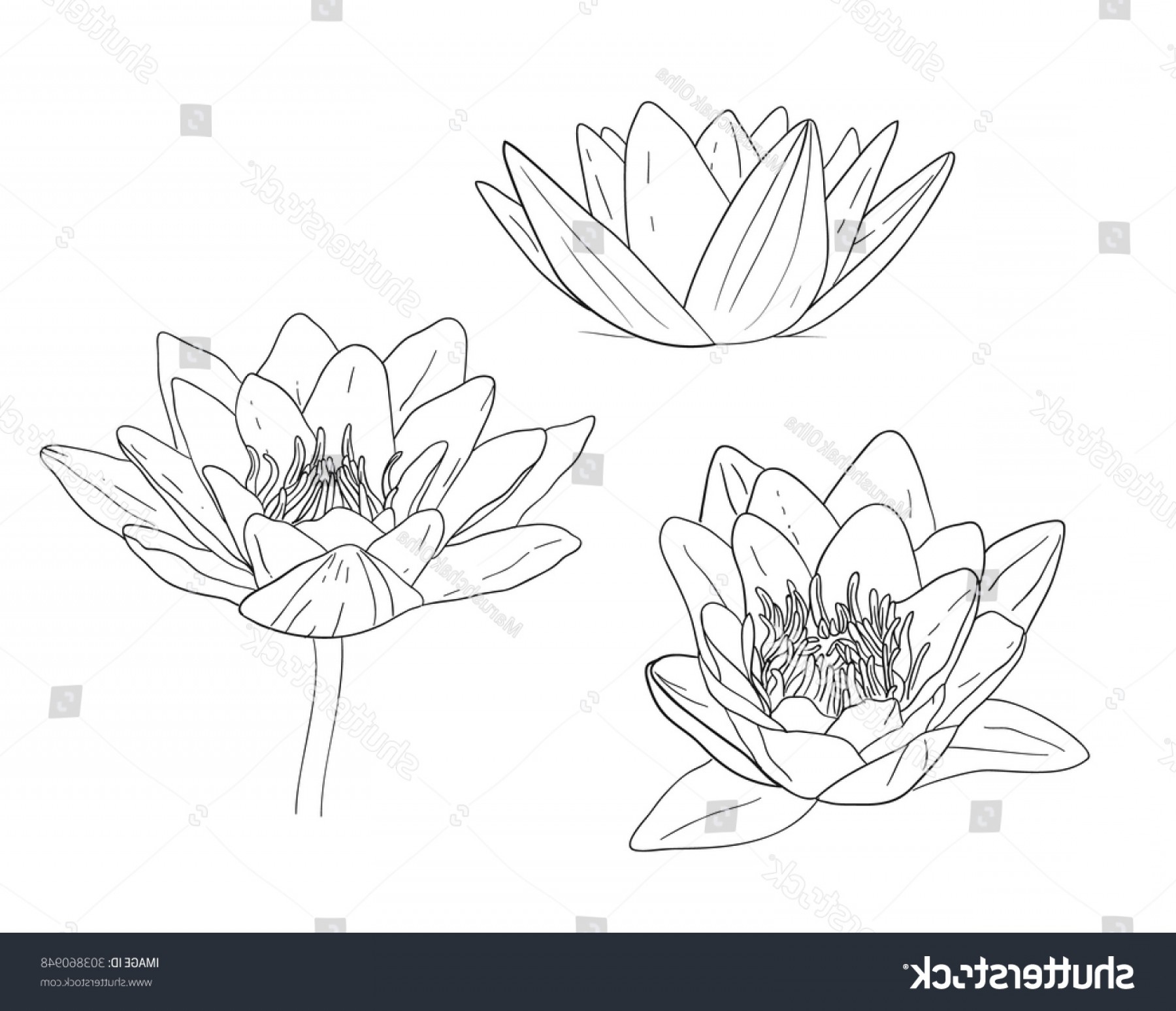 1800x1549 Hand Drawn Water Lily Lotus Vector Geekchicpro