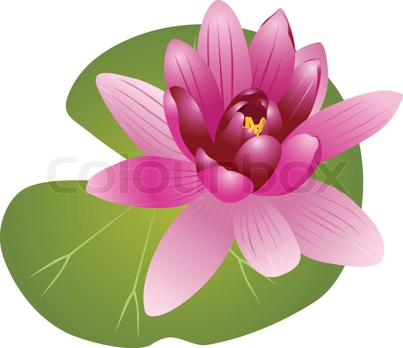 800x692 Lily Of The Lotus Of The Water Lily Stock Vector Colourbox