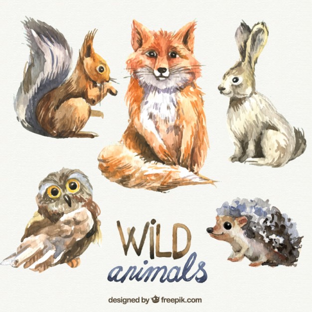 626x626 Watercolor Wild Animals Vector Free Download