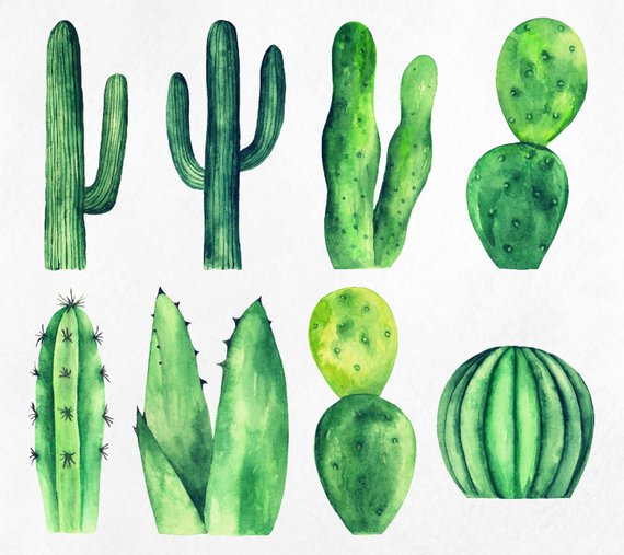 570x507 Watercolor Cactus Clipart Succulents And Cacti Clip Art Green