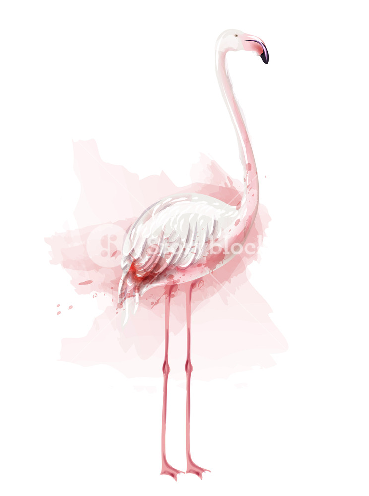 744x1000 Flamingo Watercolor Vector Pink Bird Isolated On White