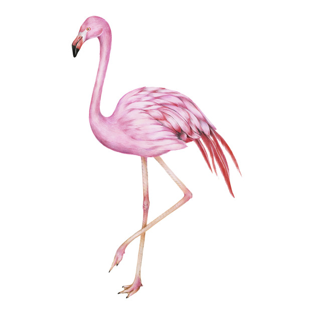 626x626 Illustration Of Pink Flamingo Watercolor Style Vector Free Download