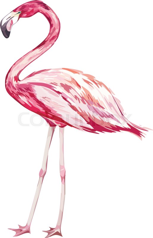 516x800 Pink Flamingo Watercolor Illustration Stock Vector Colourbox