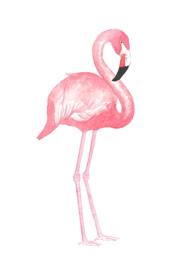 570x855 Watercolor Flamingo Clipart Tropical Bird Illustration Etsy