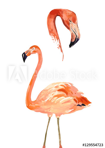 354x500 Watercolor Flamingo Vector Illustration