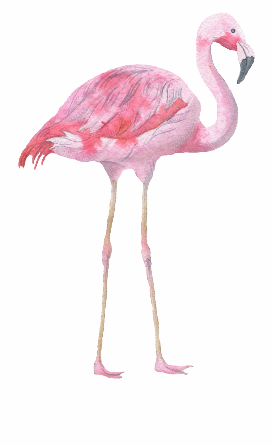 920x1496 Flamingo Vector Watercolor