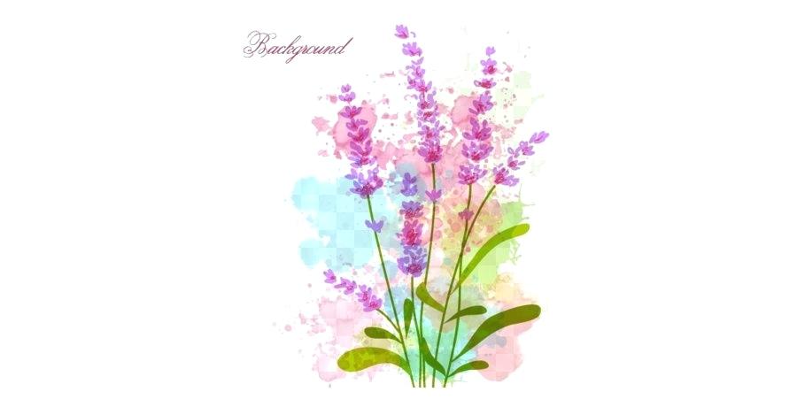 900x460 Watercolor Flowers Vector Transparent Background