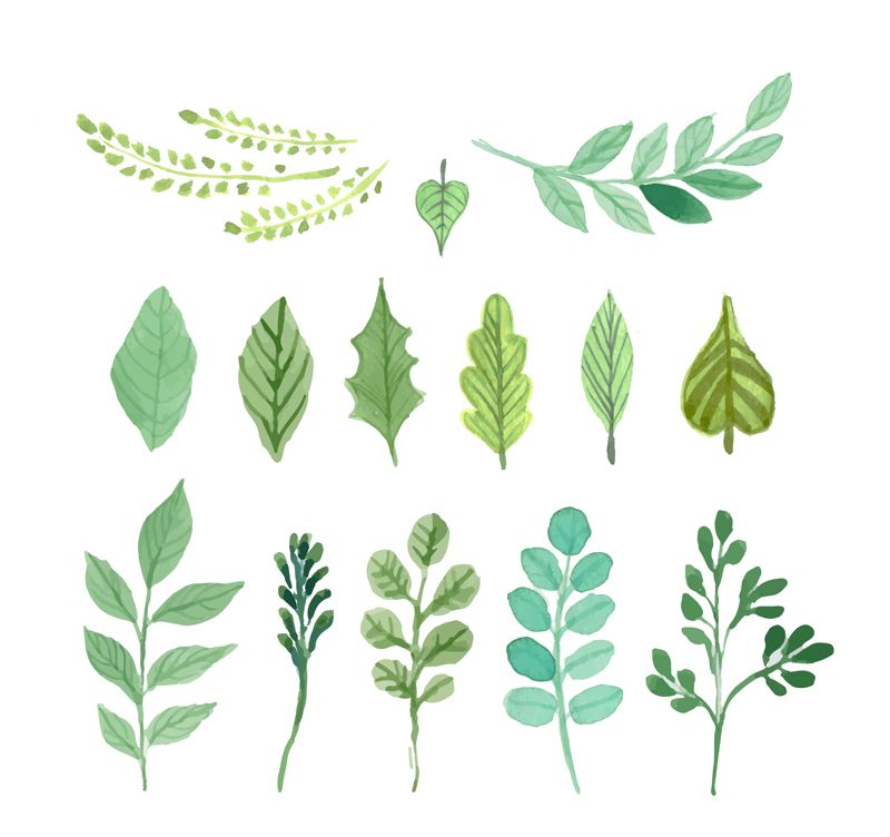Watercolor Greenery Vector