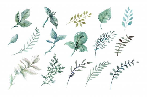 Download Watercolor Greenery Vector at Vectorified.com | Collection ...