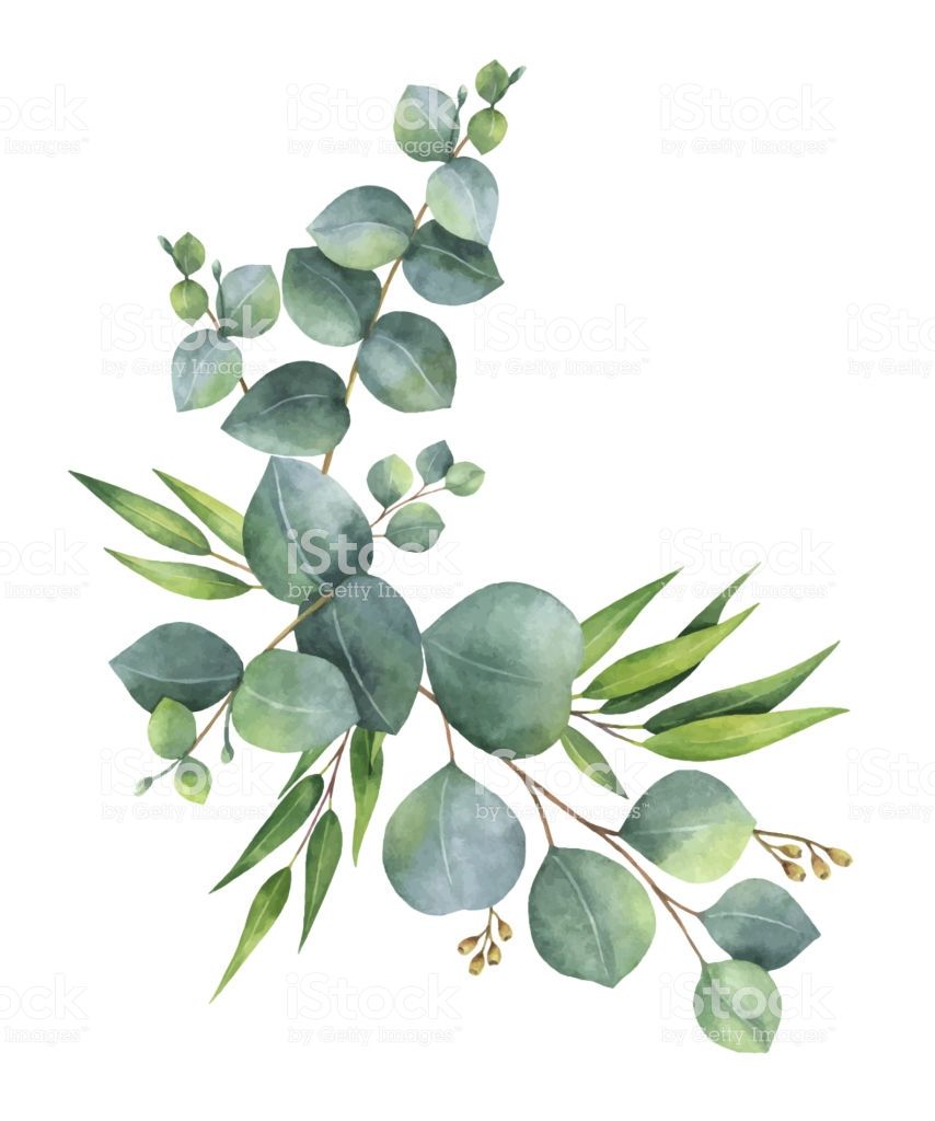 854x1024 Vector Wreath With Green Eucalyptus Leaves