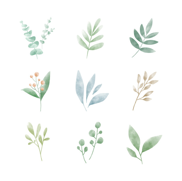 626x625 Set Of Watercolor Leaves Vectors Vector Free Download