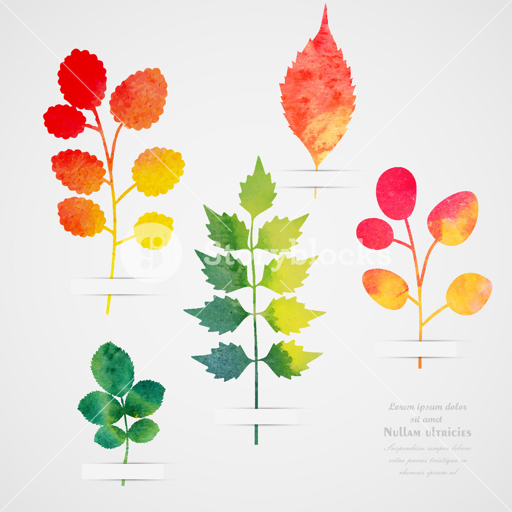 1000x1000 Vector Herbarium Vintage Template Watercolor Leaf Collection