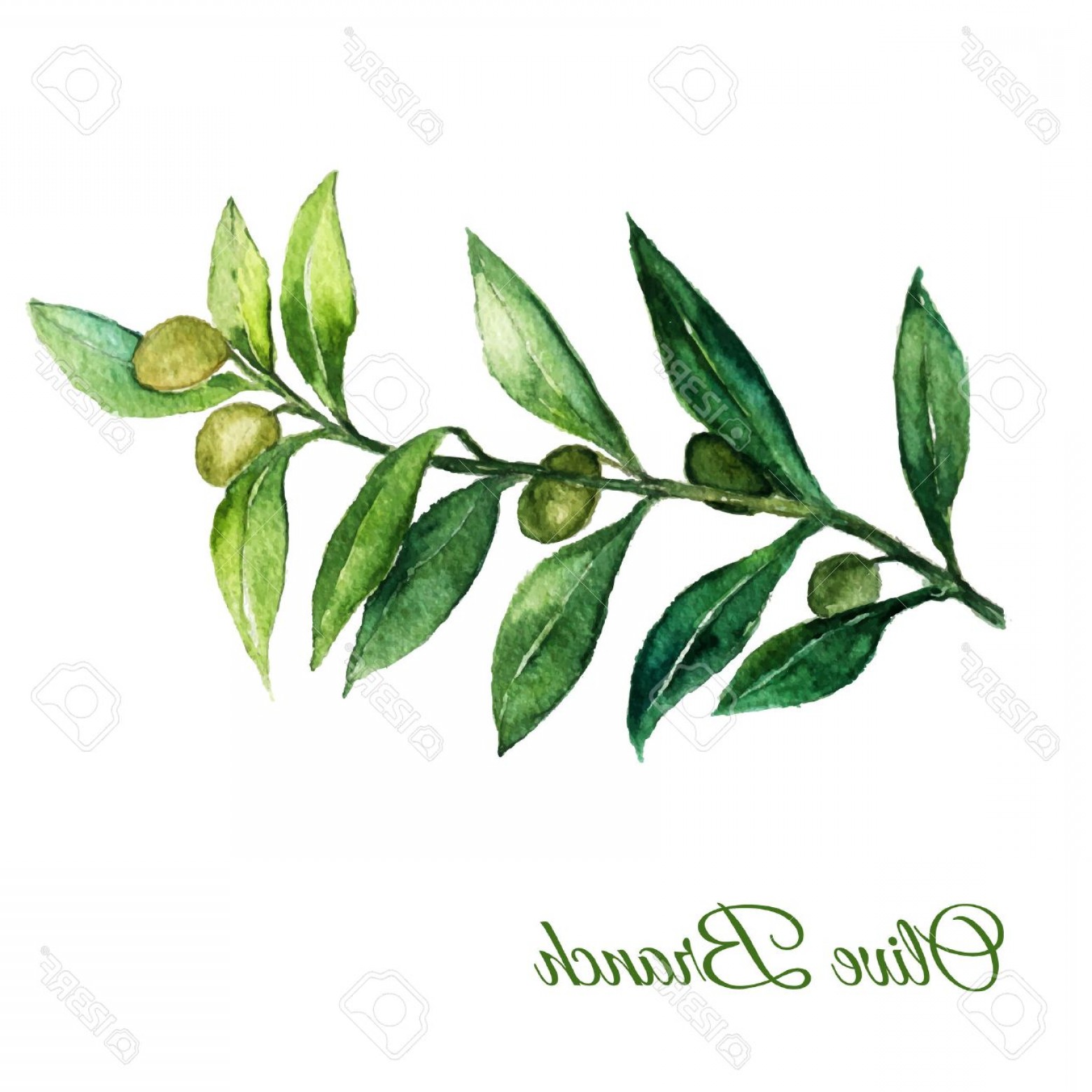 1560x1560 Olive Branch Vector Wallkeeper