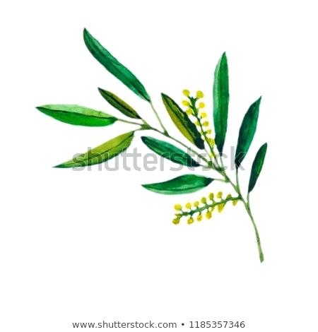 450x470 Olive Branch Wreath Olive Branch Wreath Vector Frame Stock Vector