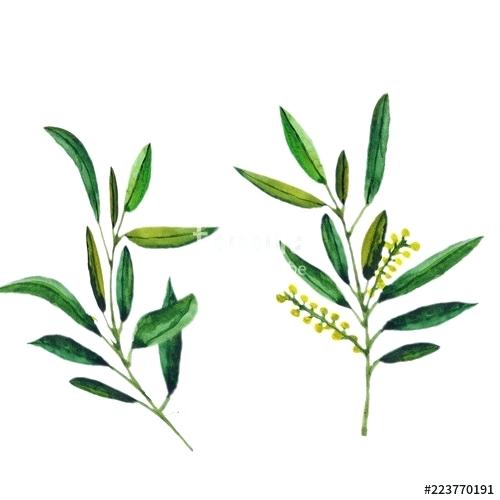 500x500 Olive Branch Wreath Watercolor Vector Meaning Logo How To Make