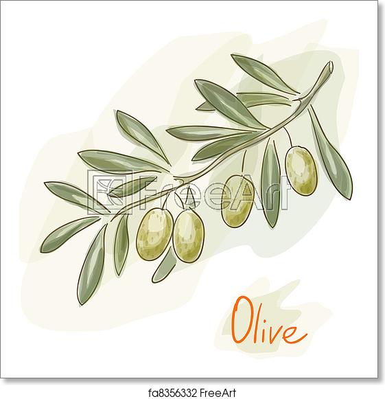 561x581 Free Art Print Of Olive Branch Watercolor Style Branch Of Green