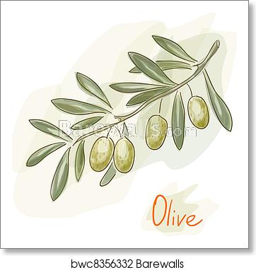 362x382 Olive Branch Watercolor Style, Art Print Barewalls Posters